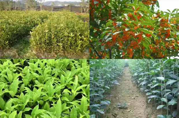桂花树对着大门右旁边1685581320942
