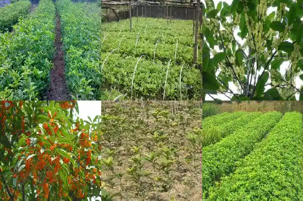 桂花树对着大门右旁边1685581320989