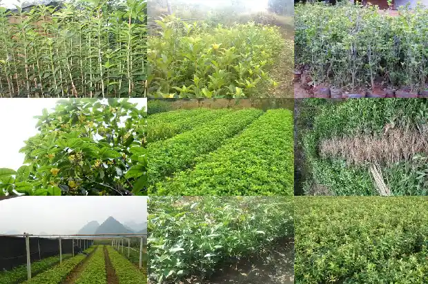 桂花树对着大门口好吗1685581332301