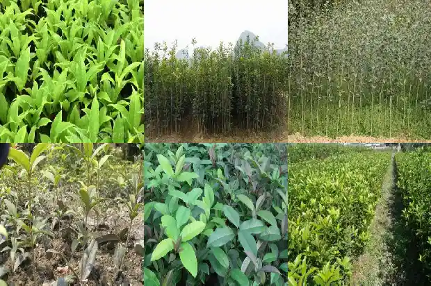 桂花树对着大门口好吗1685581332349