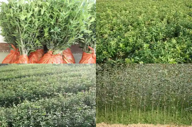 桂花树对着大门口好吗1685581332397
