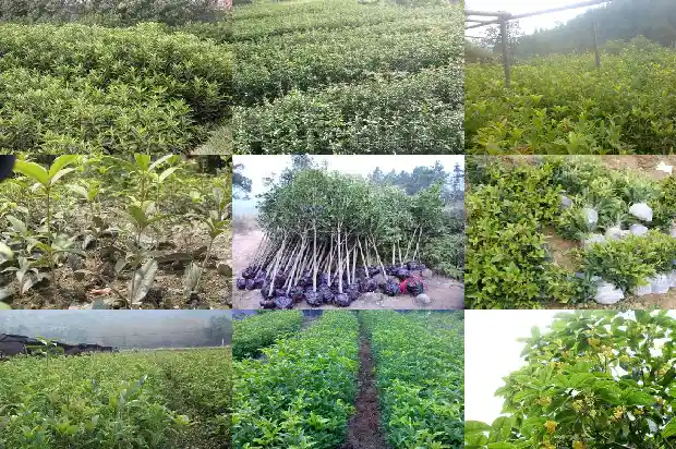 桂花树对着大门口好吗1685581332445