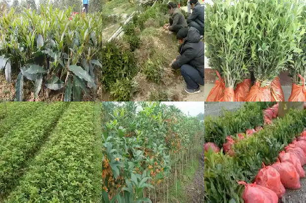 门口对着桂花树好不好呀1685581344059