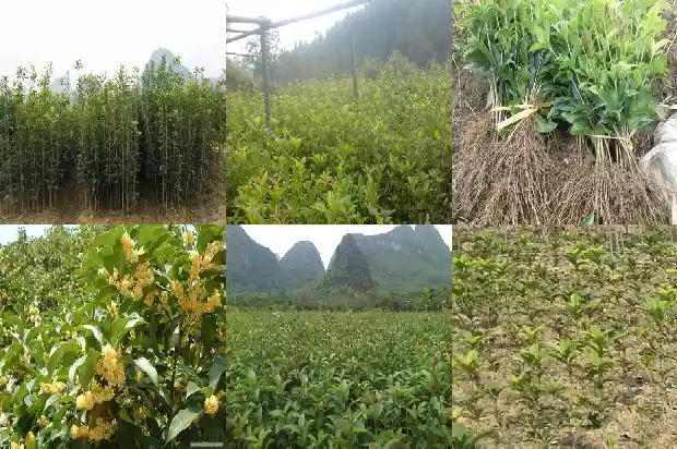 八月桂花树多少钱一棵8-10公分的1689726715646