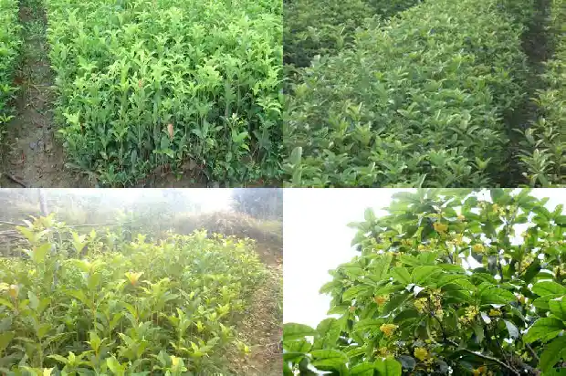 门口对着桂花树好不好呀1685581344154