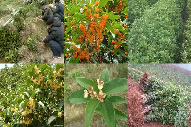 门口对着桂花树好不好呀1685581344201