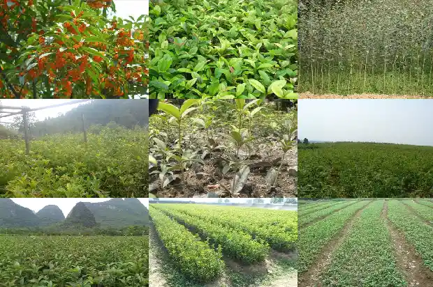 桂花树正对门口好不好1685581358909
