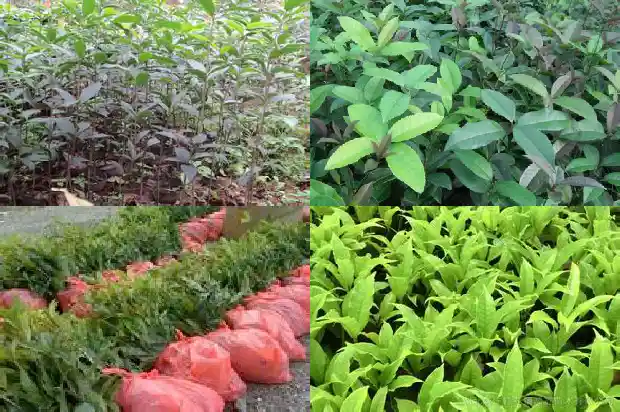 院内种桂花树好吗?1688604823975