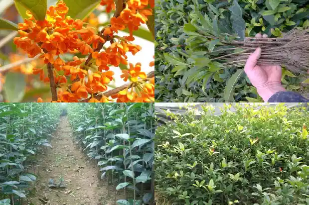 门前有棵好大的桂花树好不好1685581366559
