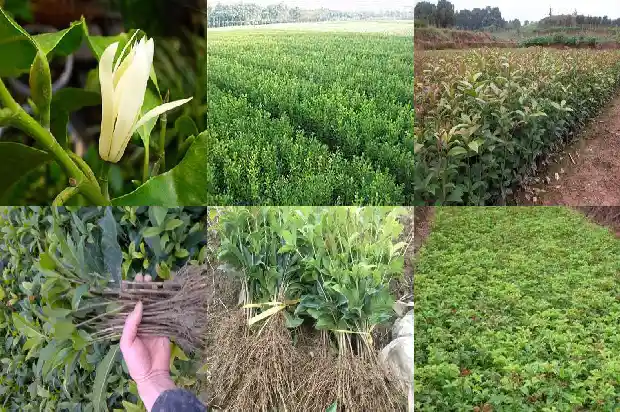 桂花树长在门口左侧还是右边1685664633187