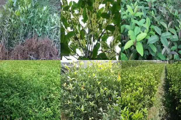 门前长桂花树好不好风水1685664672020