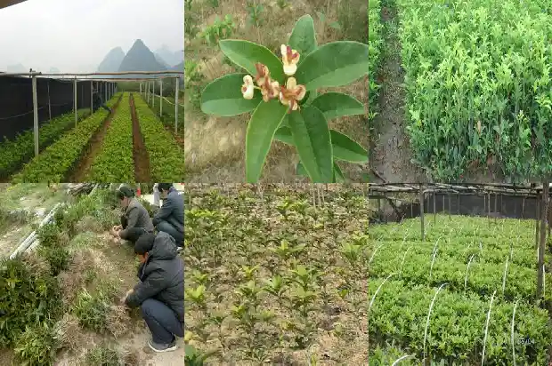 门前长桂花树好不好风水1685664672068