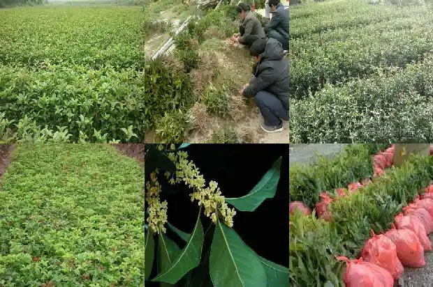 门前长桂花树好不好风水1685664672116