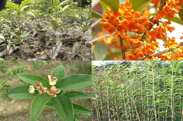 门前有桂花树好不好?1685664693970