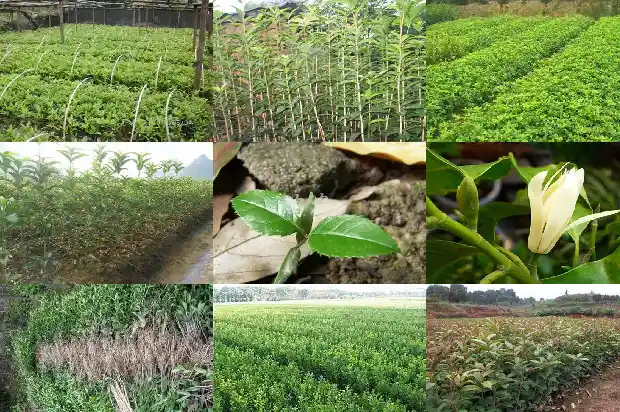 门前有桂花树好不好?1685664694018
