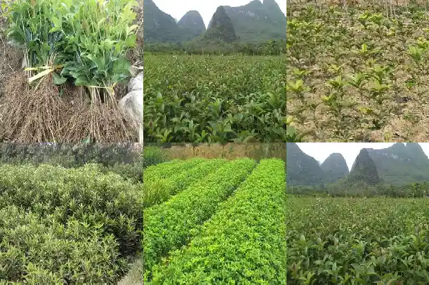 门前有桂花树好不好?1685664694065