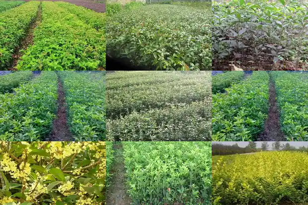 茂盛的桂花树1690677518892