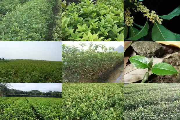 大门右边有棵桂花树好不好1685664765621