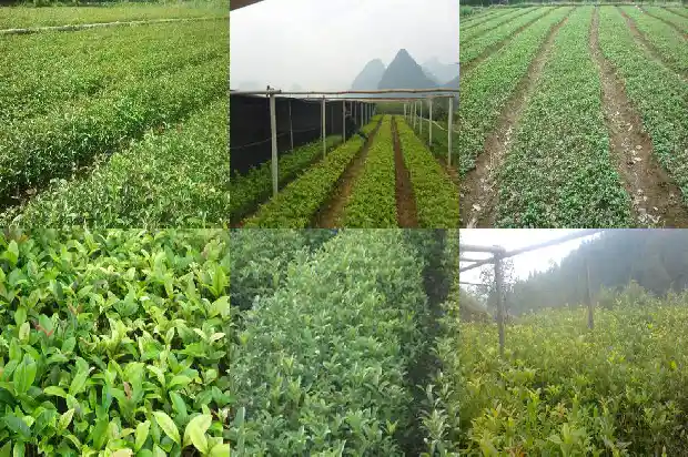 桂花树在大门右边好不好1685664842740