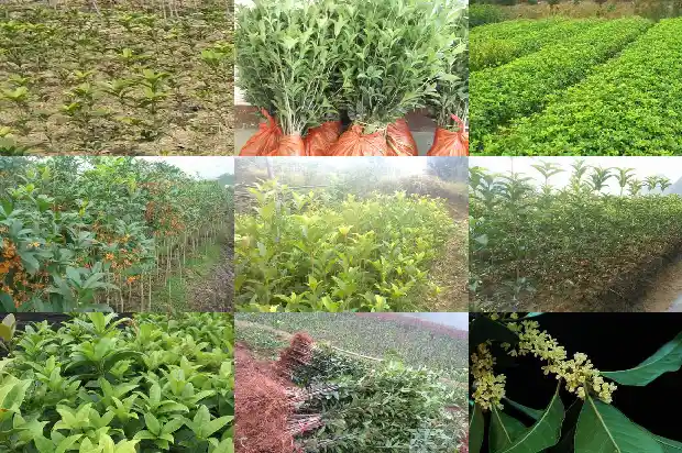 桂花树在大门右边好不好1685664842788