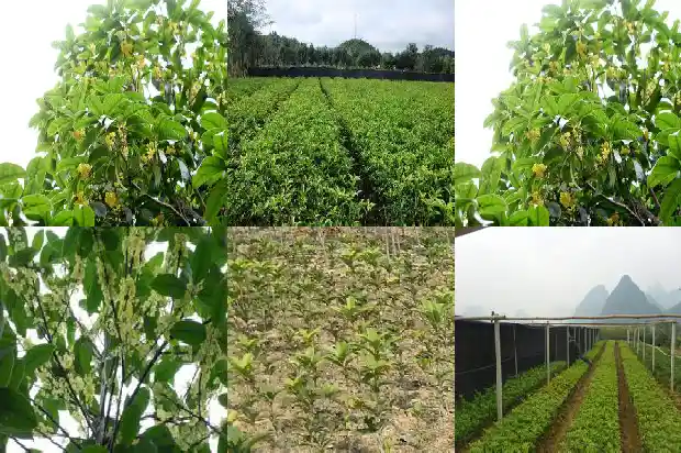 桂花树在大门右边好不好1685664842836