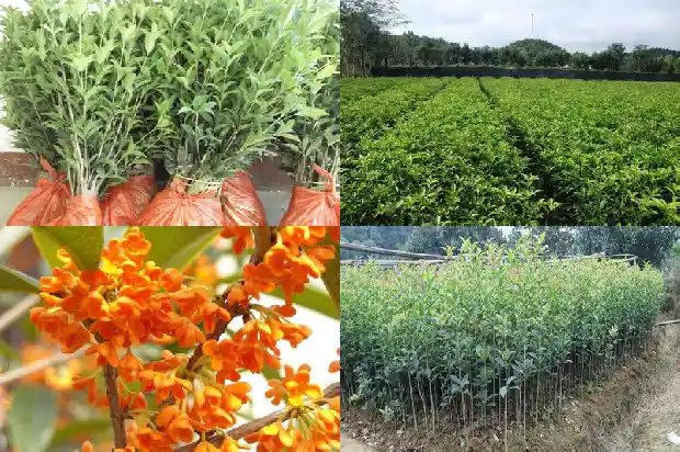 门前桂花树要注意哪些好不好1685664878436