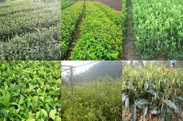 门前桂花树要注意哪些好不好1685664878483