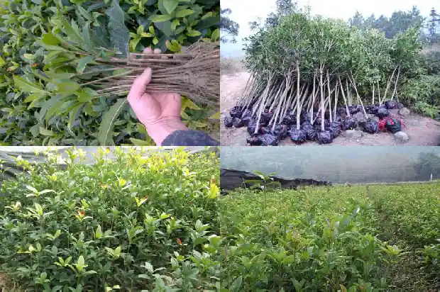 门前桂花树要注意哪些好不好1685664878531