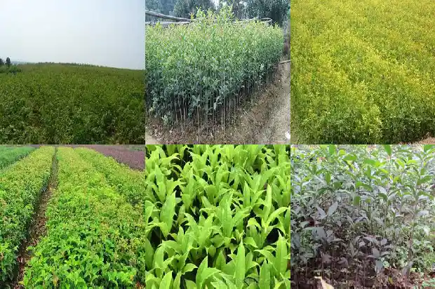 耐寒的桂花树品种排名1685665018785
