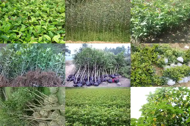桂花属于名贵树种吗1685665055908