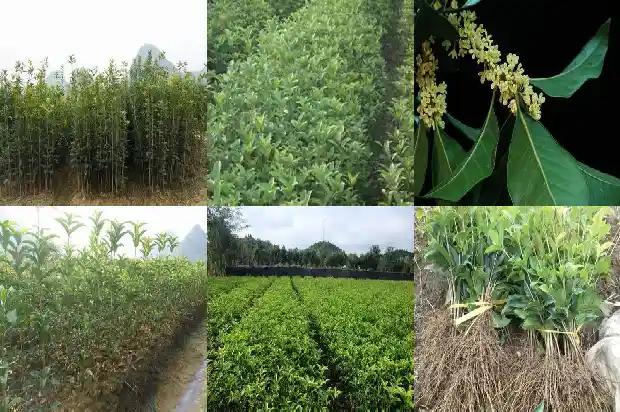 桂花属于名贵树种吗1685665056004