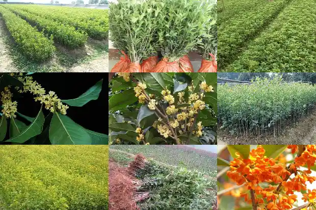 桂花属于名贵树种吗1685665056052