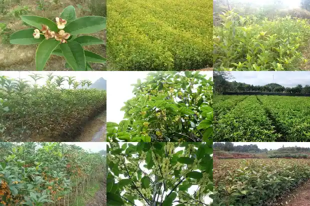 哪种桂花树耐寒1685665125958