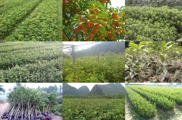 哪种桂花树耐寒1685665126006