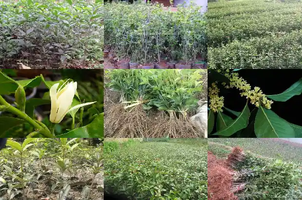 桂花树什么品种可以吃了1685665151544