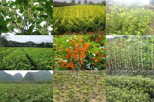 哪个桂花品种可以吃1685665178360