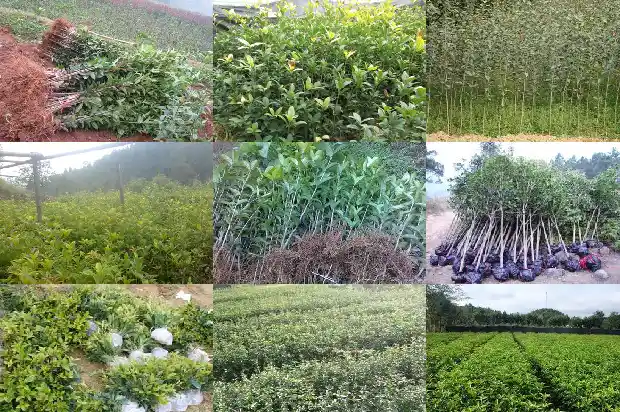 什么品种的桂花可以吃1685665214835