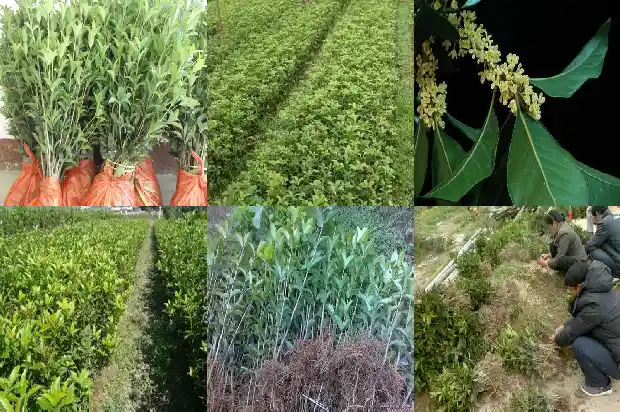 什么品种的桂花可以吃1685665214882