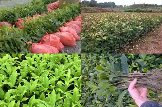 什么品种的桂花可以吃1685665214929