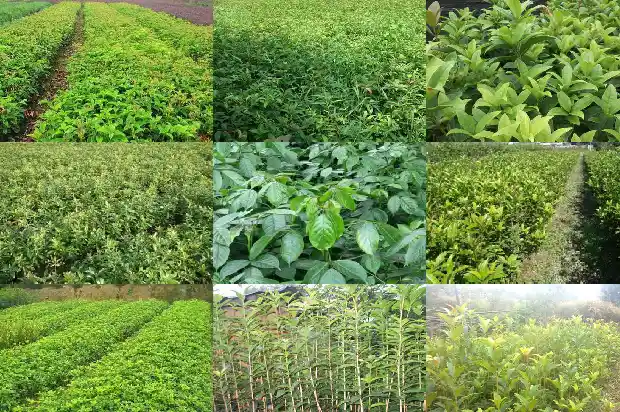 什么品种的桂花长的快1685665267838