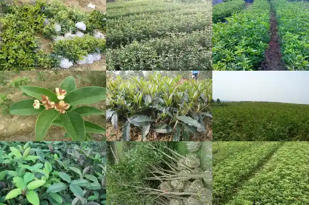 什么品种的桂花长的快1685665267886