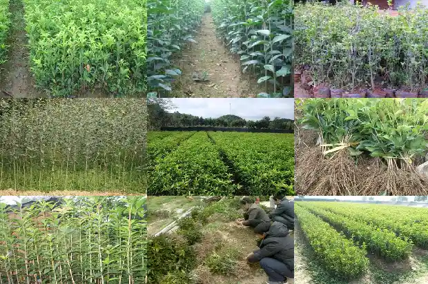 桂花树名贵品种排名榜前十名有哪些1685665284831