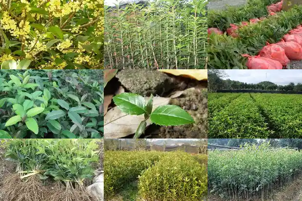 桂花树名贵品种排名榜前十名有哪些1685665284879