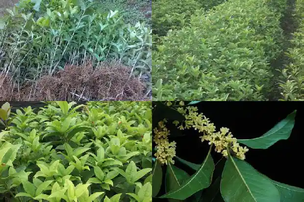 桂花树叶子枯萎了怎么办1688792690290