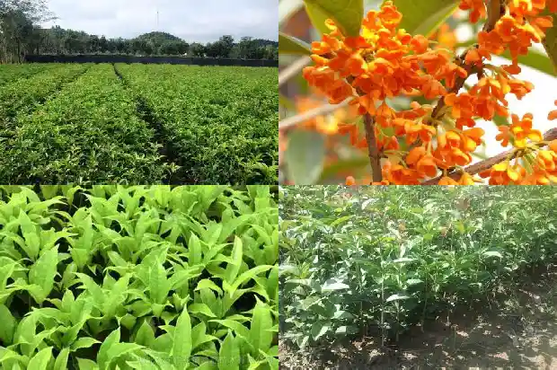 桂花树珍贵品种排名榜前十名1685665344197