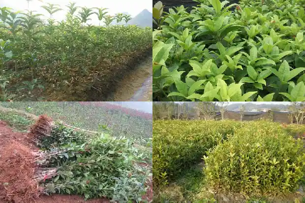 桂花树哪里的品种最好养1685665366382