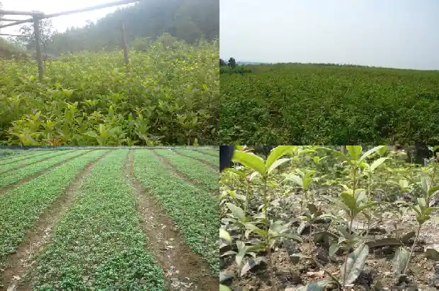 浏阳桂花树价格表最新1689898890196
