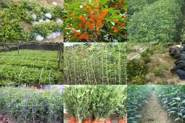 桂花树哪里的品种最好养1685665366478