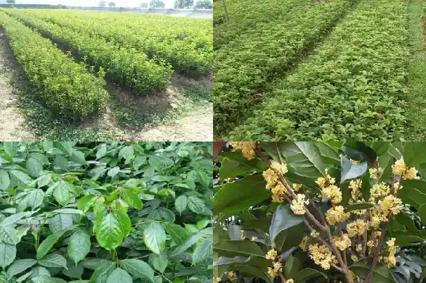 澳洲桂花树品种介绍1685665386236