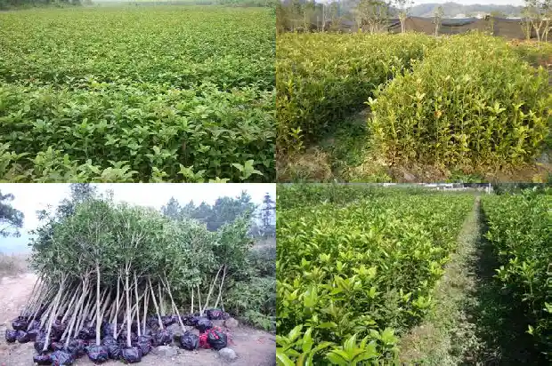 桂花树病虫防治1688349266891